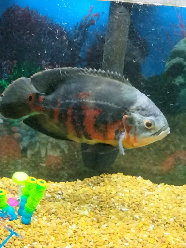 Tropical Fish Store «Aqua Mart Aquariums», reviews and photos, 1620 S Washington Ave, Titusville, FL 32780, USA