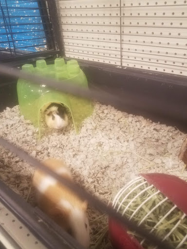 Pet Supply Store «PetSmart», reviews and photos, 777 S Willow St, Manchester, NH 03103, USA