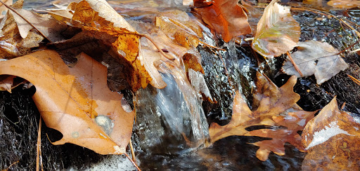 State Park «Wilson Mountain Reservation», reviews and photos, 384 Common St, Dedham, MA 02026, USA