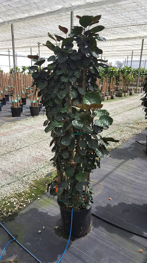 Landscape Designer «Santa Barbara Nursery», reviews and photos, 20425 SW 177th Ave, Miami, FL 33187, USA