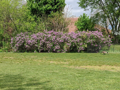 Park «Spy Pond Park», reviews and photos, Pond Lane, Arlington, MA 02474, USA