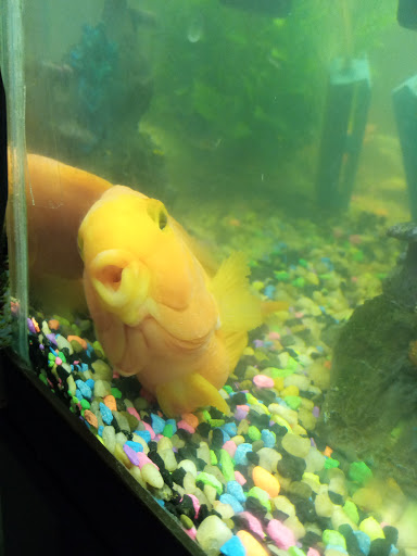 Pet Supply Store «PetSmart», reviews and photos, 5574 West Grand Parkway South, Richmond, TX 77406, USA