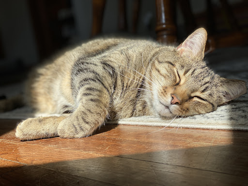 Pet Supply Store «Pet Supplies Plus», reviews and photos, 15060 Eureka Rd, Southgate, MI 48195, USA