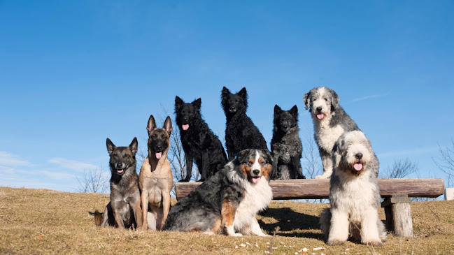 Hundeschule Herkules - Hundeschule