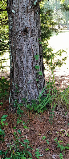 Golf Club «Monroe Golf and Country Club», reviews and photos, 1414 Alcovy St, Monroe, GA 30655, USA