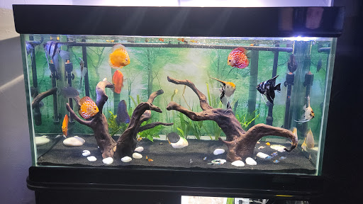 Pet Store «Pet City», reviews and photos, 108 E Burnside Ave, Bronx, NY 10453, USA