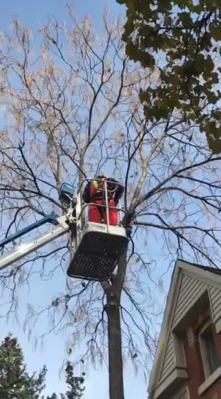 Timberrr Tree Services