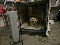 Jeremy Rinehart Dog Training - Photo 7 - Car repair in , Overland Park