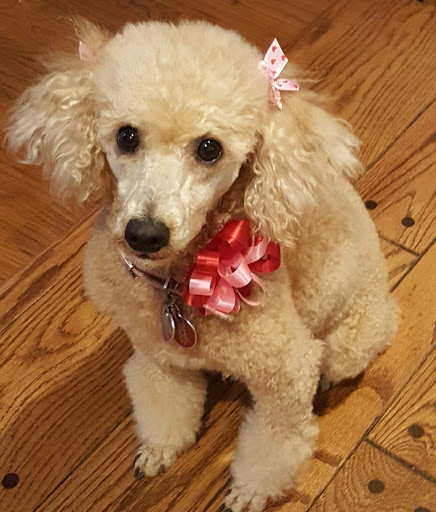 Pet Supply Store «Petco Animal Supplies», reviews and photos, 3110 S Louise Ave, Sioux Falls, SD 57106, USA