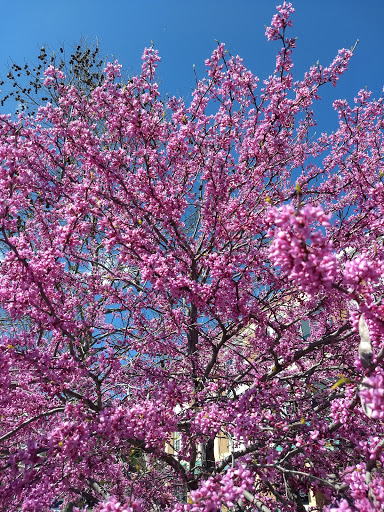 Bicycle Store «Acme Bikes», reviews and photos, 1820 4th St, San Rafael, CA 94901, USA