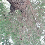 Photo n°9 de l'avis de Antonio.a fait le 26/07/2018 à 09:18 sur le  PUNTOLAGO Ristorante,Pinseria,Braceria,sosta camper à San Giovanni Incarico