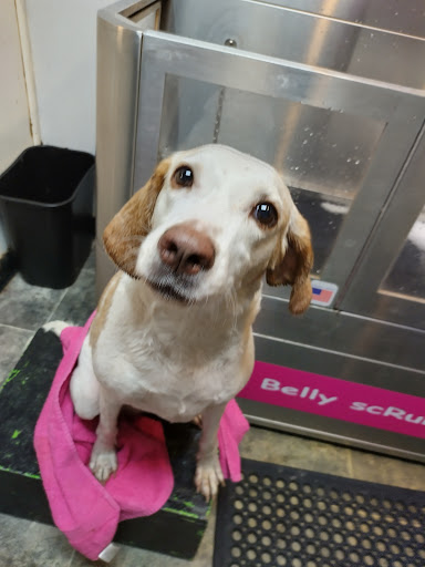 Pet Groomer «Belly scRubs Self Service Pet Wash», reviews and photos, 119 WV-34 #1, Hurricane, WV 25526, USA