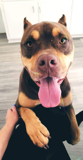 Pet Supply Store «Pet Supplies Plus», reviews and photos, 400 Lowell Ave Suite 14, Haverhill, MA 01832, USA