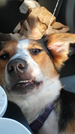 Pet Supply Store «PetSmart», reviews and photos, 198 Promenade Blvd, Flowood, MS 39232, USA