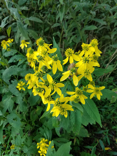 National Park «Friendship Hill National Historic Site», reviews and photos, 223 New Geneva Road, Point Marion, PA 15474, USA