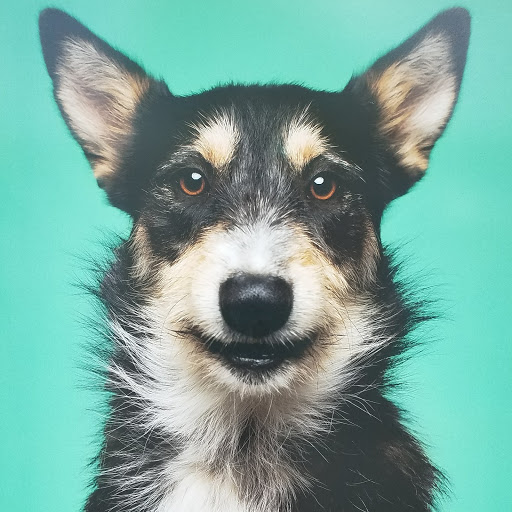 Pet Supply Store «PetSmart», reviews and photos, 250 Grossman Dr, Braintree, MA 02184, USA