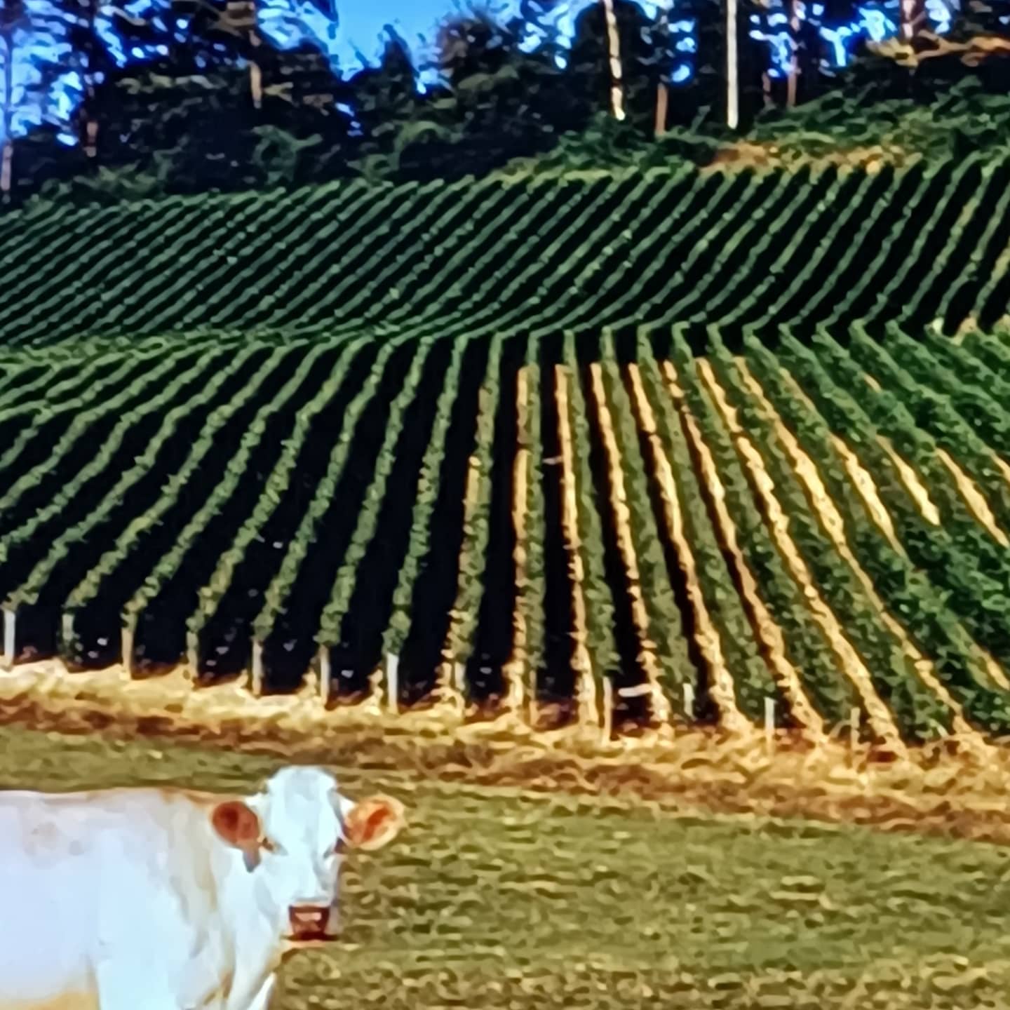 Photo n° 5 de l'avis de Giron.- fait le 28/05/2021 à 12:33