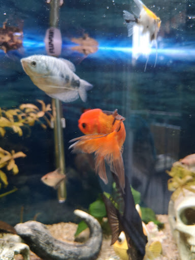 Fisch Franzl Aquaristik u. Gartenteiche unter Burgkirchen an der Alz, 