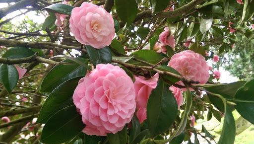 Park «Mt. Tabor Park», reviews and photos, SE Salmon St, Portland, OR 97215, USA