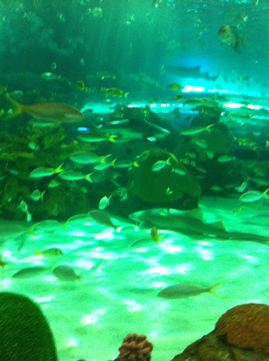 Pet Store «Fish and Aquarium Services - New York», reviews and photos, 244 5th Ave #2790, New York, NY 10001, USA