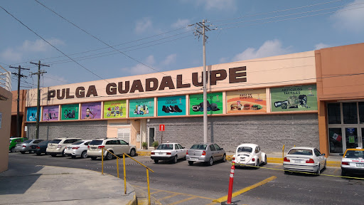 Pulga Guadalupe