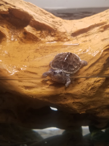 Non-Profit Organization «Sanibel-Captiva Conservation Foundation», reviews and photos, 3333 Sanibel Captiva Rd, Sanibel, FL 33957, USA