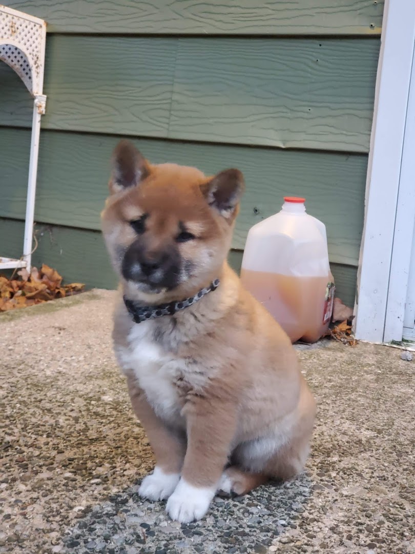 Homestead Shibas