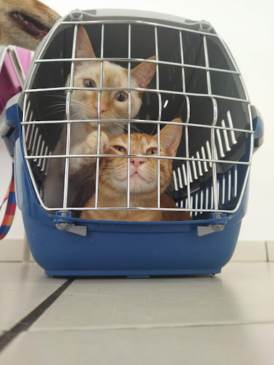 Clínica Veterinaria Lupa's en Almansa