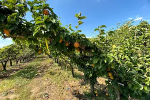 Evergreen Orchard Farm image