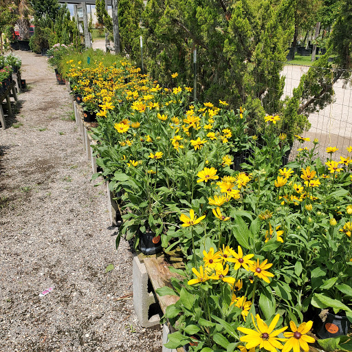 Plant Nursery «HOUSTON PLANTS & GARDEN WORLD», reviews and photos, 16726 North Fwy, Houston, TX 77090, USA