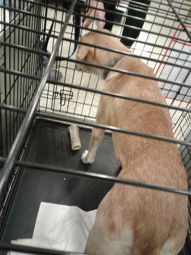 Pet Supply Store «PetSmart», reviews and photos, 828 Arnold Commons Dr, Arnold, MO 63010, USA