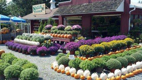 Garden Center «Nalls Produce», reviews and photos, 7310 Beulah St, Alexandria, VA 22315, USA