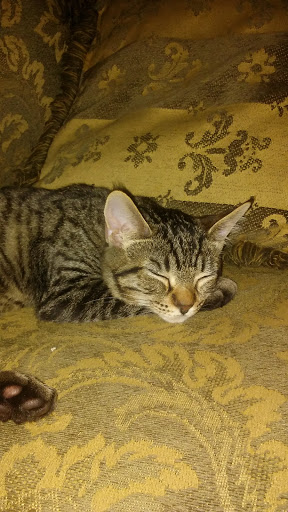 Pet Supply Store «Pet Depot», reviews and photos, 14236 US-431, Guntersville, AL 35976, USA