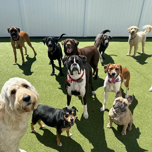 Photo of Bark and Stay LLC