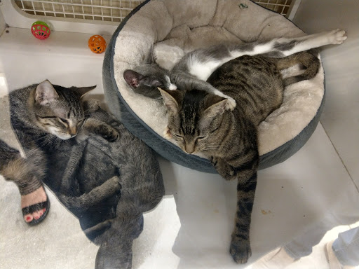 Pet Supply Store «Petco Animal Supplies», reviews and photos, 15895 Pines Blvd, Pembroke Pines, FL 33028, USA