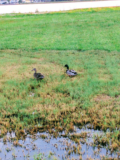 Golf Course «Old Landing Golf Course», reviews and photos, 20836 Old Landing Rd, Rehoboth Beach, DE 19971, USA