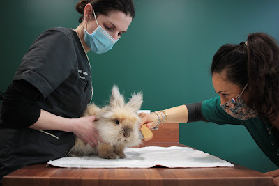 Clinique vétérinaire dédiée aux chats, lapins et rongeurs 
