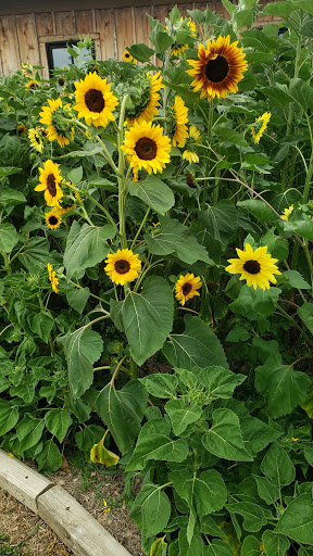 Vineyard «Vermilion Valley Vineyards», reviews and photos, 11005 Gore Orphanage Rd, Wakeman, OH 44889, USA