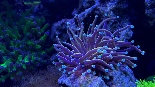 Pet Supply Store «Reef Plus», reviews and photos, 935 Oak St, North Aurora, IL 60542, USA