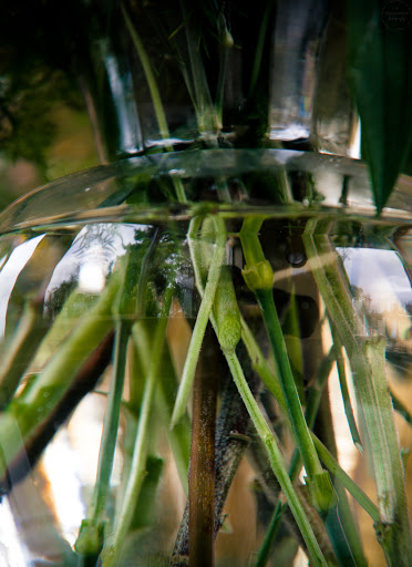 Florist «Thistle Floral & Home», reviews and photos, 25960 Central Ave NE, Kingston, WA 98346, USA