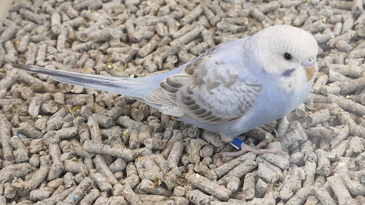 Pet Supply Store «Petco Animal Supplies», reviews and photos, 585 E Wetmore Rd, Tucson, AZ 85705, USA