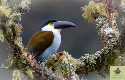 Bogota Birding and Colombia Wildlife Tours