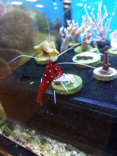 Pet Supply Store «Petco Animal Supplies», reviews and photos, 1483 NJ-23 #14b, Kinnelon, NJ 07405, USA