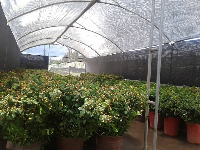 Opiniones de Gypsoflowers en Quito - Floristería