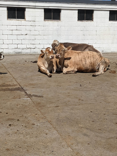 Dairy Farm «Sugar Hill Dairy», reviews and photos, 600 Pleasant St, Bridgewater, MA 02324, USA