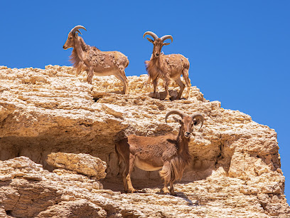 Arava Antelope Ranch