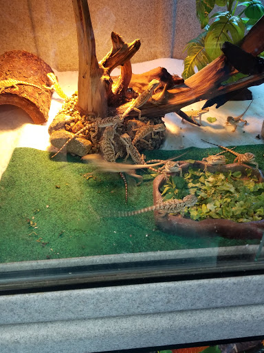 Pet Store «V.I. Pets», reviews and photos, 11975 E Lakewood Blvd, Holland, MI 49424, USA