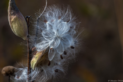 Bird Watching Area «Haehnle Sanctuary», reviews and photos, Seymour Rd, Pleasant Lake, MI 49272, USA