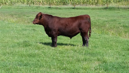 Trickle Creek Ranch Red Angus