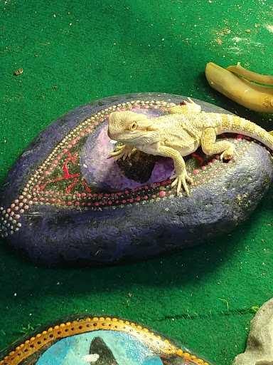 Pet Store «Dart Frogs To Dogs», reviews and photos, 6007 W Main Blvd B, Bath, PA 18014, USA